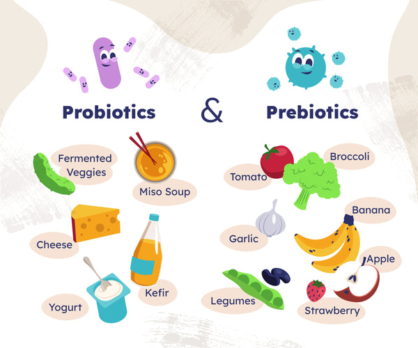 Probiotic -Bifidobacterium longum