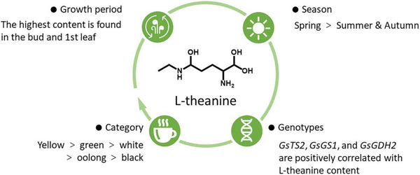 L-Theanine
